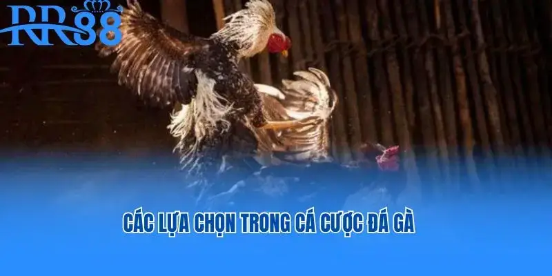 Các lựa chọn trong cá cược đá gà