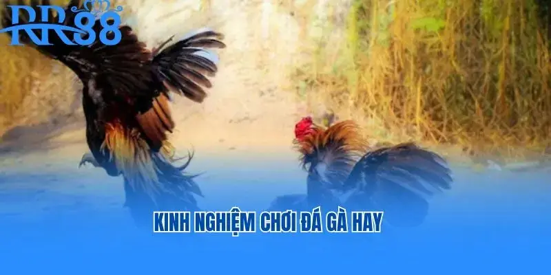 Kinh nghiệm chơi đá gà hay