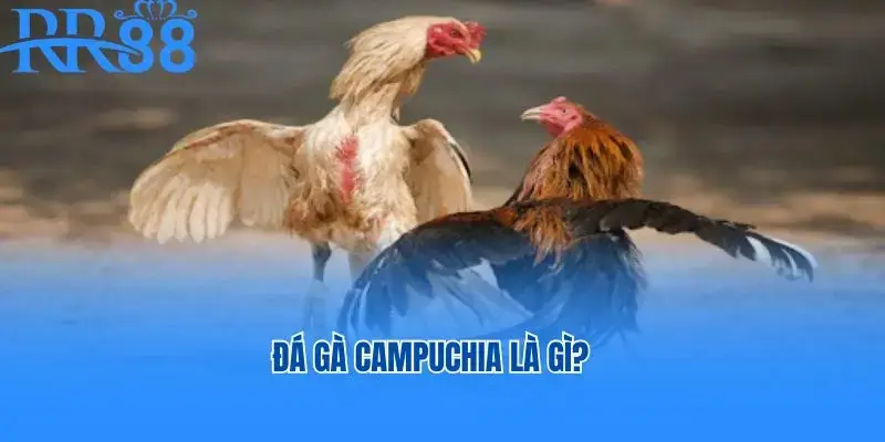 Đá gà Campuchia là gì?
