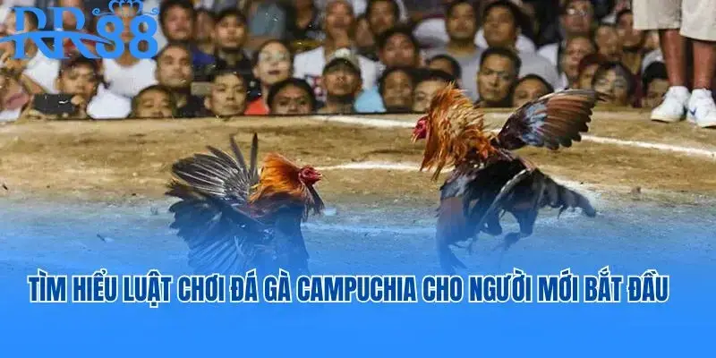 đá gà campuchia