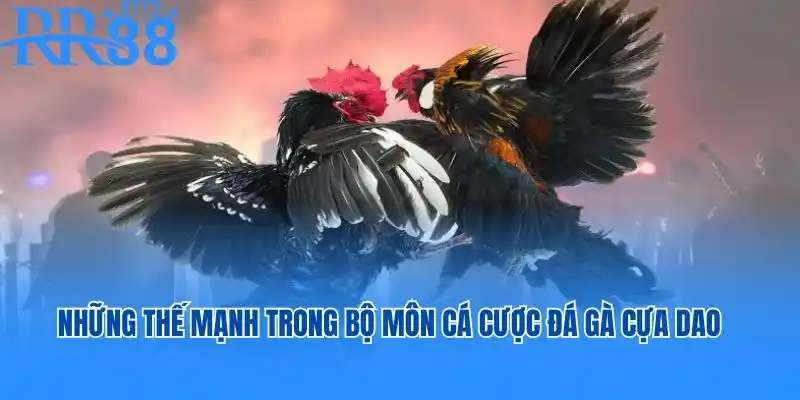 Những thế mạnh trong bộ môn cá cược đá gà cựa dao tại RR88