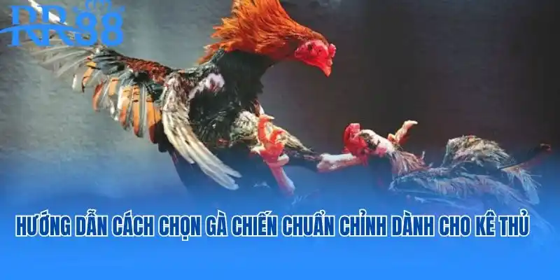 Hướng dẫn cách chọn gà chiến chuẩn chỉnh nhất dành cho kê thủ