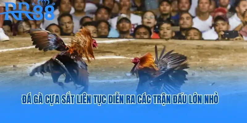 Đá gà cựa sắt liên tục diễn ra các trận đấu lớn nhỏ