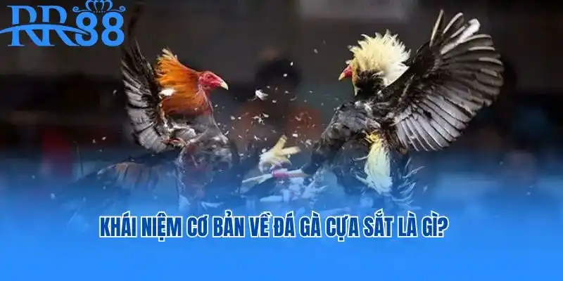 Khái niệm cơ bản về đá gà cựa sắt là gì?