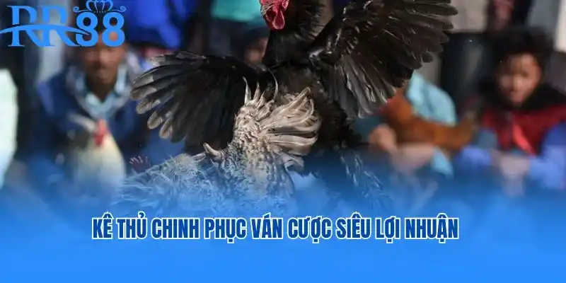 đá gà cựa sắt