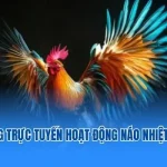 đá gà online rr88
