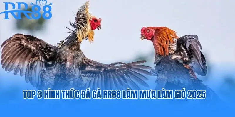 Top 3 hình thức đá gà RR88 làm mưa làm gió 2025