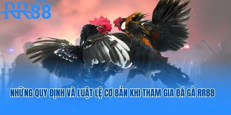 Những quy định và luật lệ cơ bản khi tham gia đá gà RR88