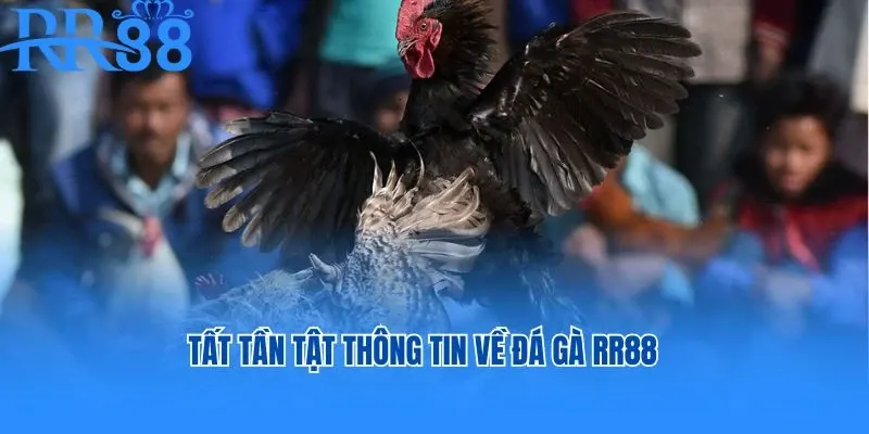 Tất tần tật thông tin về đá gà RR88
