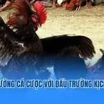 đá gà thomo