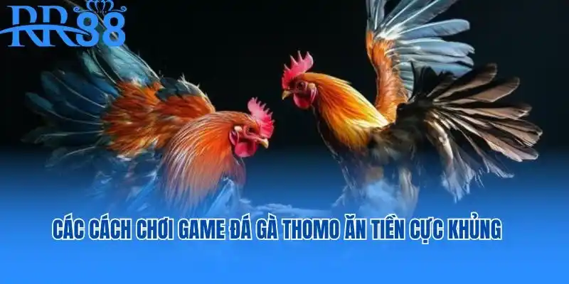 Các cách chơi game đá gà Thomo ăn tiền cực khủng tại RR88