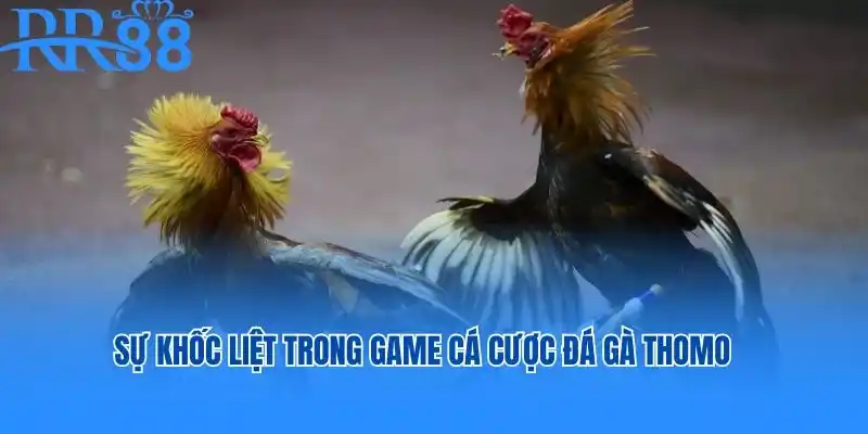 Sự khốc liệt trong game cá cược đá gà Thomo tại nhà cái RR88