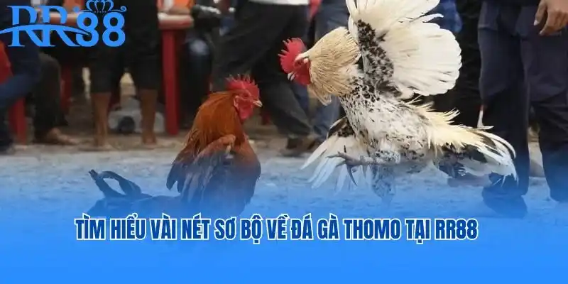 Tìm hiểu vài nét sơ bộ về đá gà Thomo tại RR88