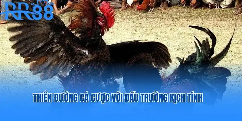 đá gà thomo